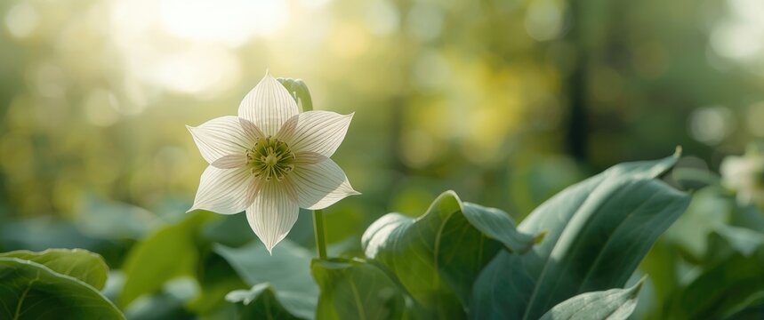 White flower with green leaves in sunlight