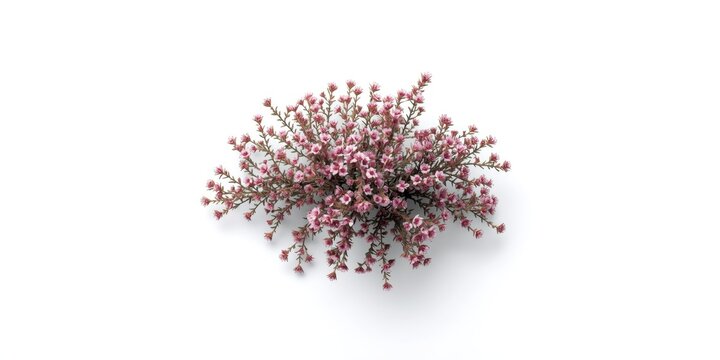 Winter bloom cluster of Erica carnea heather with a smooth white background