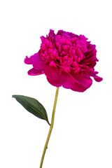 One dark pink peony flower stem blooming in spring, cut out.  © Katie