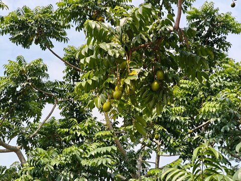 Fresh Amra Ambarella Fruits Hanging on the Tree.