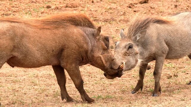 warthogs, Phacochoerus africanus, playful fight 061 
