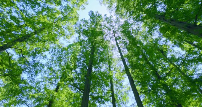 初夏の爽やかな青空と見上げる新緑のメタセコイア並木