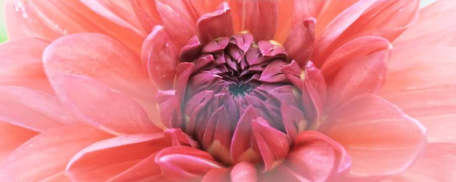 Close-up of vibrant pink dahlia flower petals, a gorgeous texture background wrapped in soft light, high-quality image perfect for beauty, wellness, and bridal advertising design
