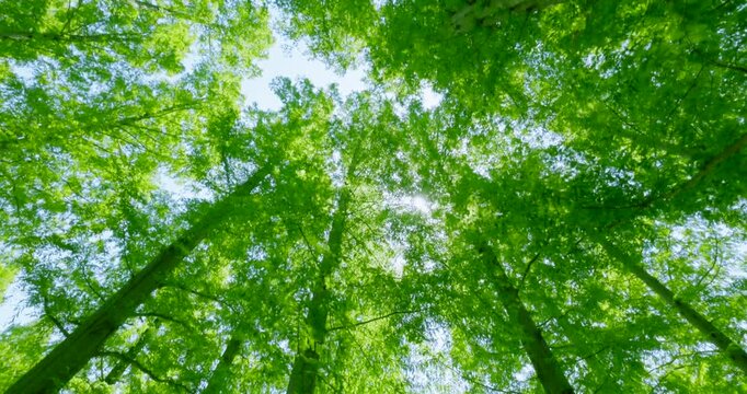 初夏の爽やかな青空と見上げる新緑のメタセコイア並木