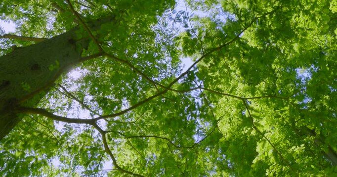 初夏の爽やかな青空と見上げる新緑のメタセコイア並木