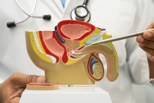 Male reproductive system, Asian doctor holding human anatomy model for study diagnosis and treatment in hospital.
