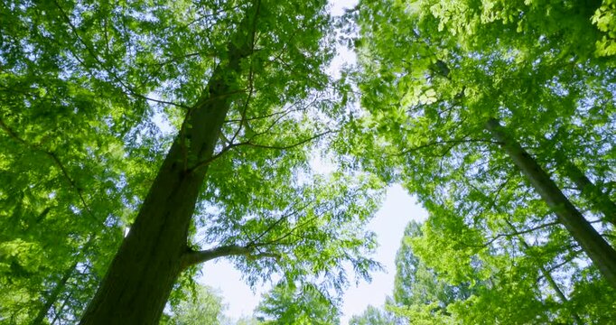 初夏の爽やかな青空と見上げる新緑のメタセコイア並木