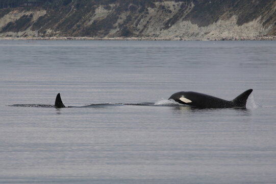 Schwertwal - Orca / Killer whale / Orcinus orca