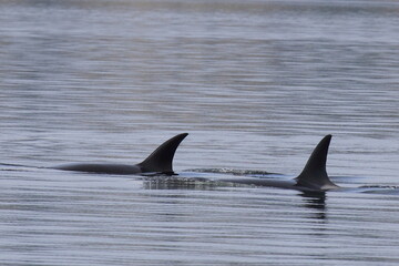Naklejka premium Schwertwal - Orca / Killer whale / Orcinus orca