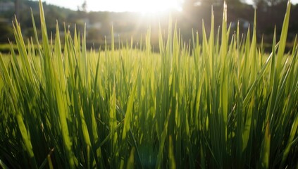 Obraz premium Green rice stalks in sunlight at a field