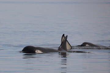 Obraz premium Schwertwal - Orca / Killer whale / Orcinus orca