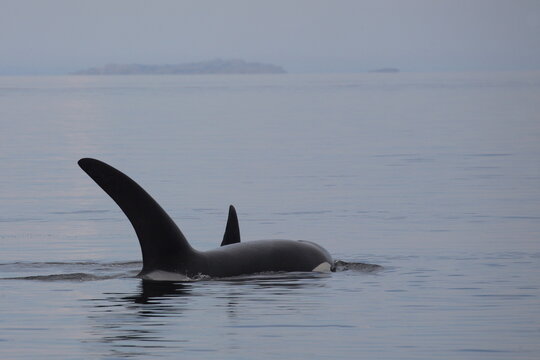 Schwertwal - Orca / Killer whale / Orcinus orca