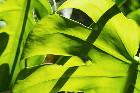 Monstera leaf shadow creates interesting patterns on a sunny day outside