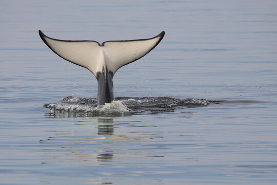 Schwertwal - Orca / Killer whale / Orcinus orca
