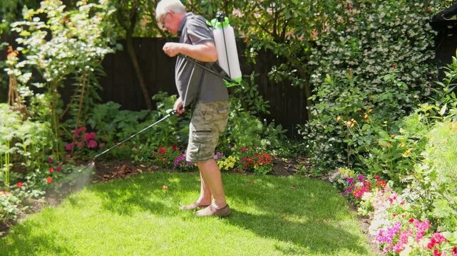 Mature man sprays lush green lawn with backpack sprayer for vibrant, healthy garden perfection