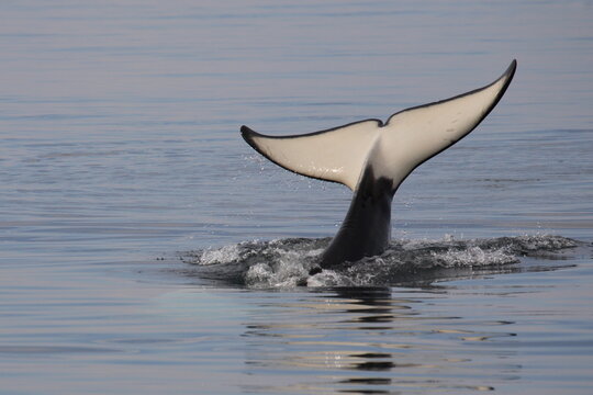 Schwertwal - Orca / Killer whale / Orcinus orca