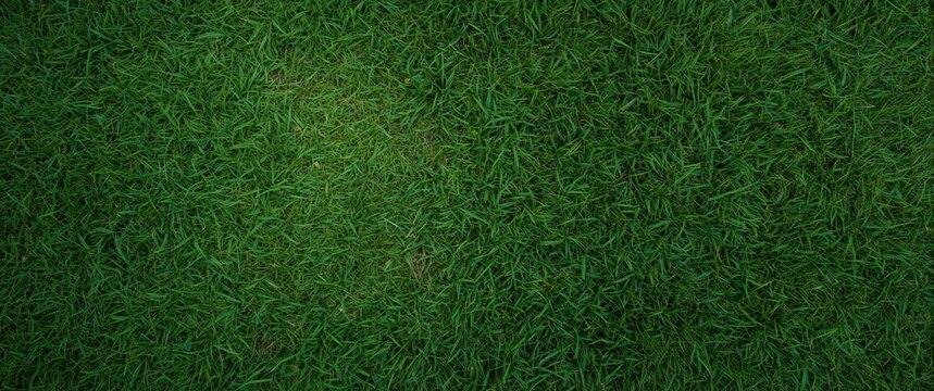 Overhead perspective on lush green lawn texture background and copy space