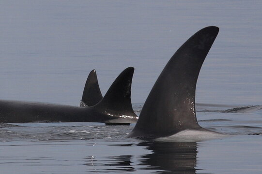 Schwertwal - Orca / Killer whale / Orcinus orca