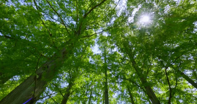 初夏の爽やかな青空と見上げる新緑のメタセコイア並木