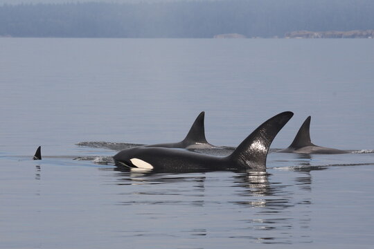 Schwertwal - Orca / Killer whale / Orcinus orca
