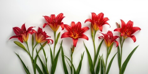 Red lilies arranged in a line on a white background © vxnaghiyev