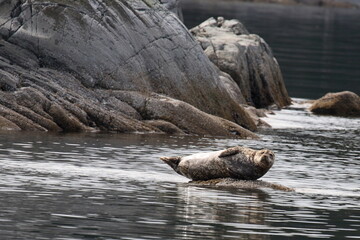 Seehund / Harbour Seal / Phoca vitulina © Ludwig