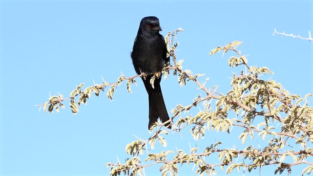 Drongo on outlook in Kalahari desert 544 
