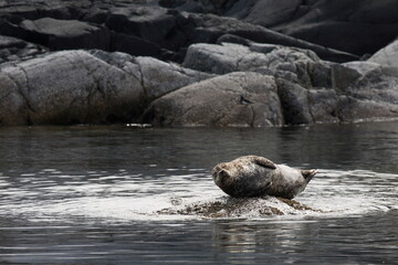 Seehund / Harbour Seal / Phoca vitulina © Ludwig
