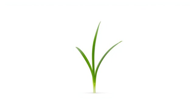 Single green grass sprout against a white background