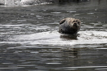 Seehund / Harbour Seal / Phoca vitulina © Ludwig