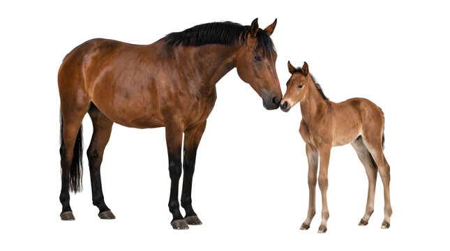 Horse mare and young foal nuzzling nose to nose with glossy bay coats captured as a PNG on a transparent background