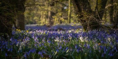 Obraz premium Tranquil woodland vista featuring colorful bluebells and fresh daffodils surrounded by lush foliage