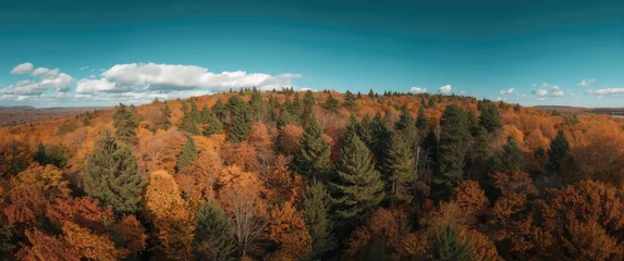 Overhead shot of a rich autumn forest full of colorful deciduous and evergreen trees displaying fall hues © vxnaghiyev