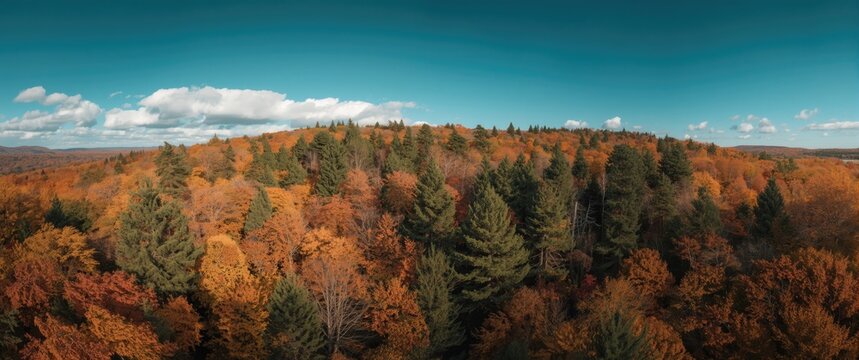 Overhead shot of a rich autumn forest full of colorful deciduous and evergreen trees displaying fall hues