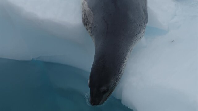 Leopard Seal Diving Under Sea Ice