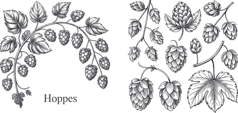 Hand drawn hop vector illustration set with vintage engraved sketch beer ingredient branches cones and leaves