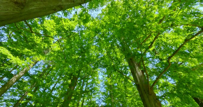 初夏の爽やかな青空と見上げる新緑のメタセコイア並木