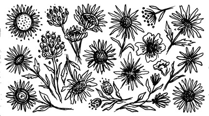 Fototapeta premium Grunge charcoal spring flower collection with summer chalk flowers