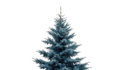Fototapeta premium Blue fir tree isolated on white background