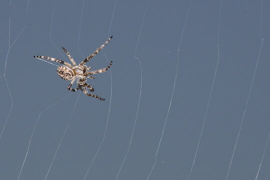 Br&uuml;ckenkreuzspinne / Bridge spider or Gray cross spider / Larinioides sclopetarius