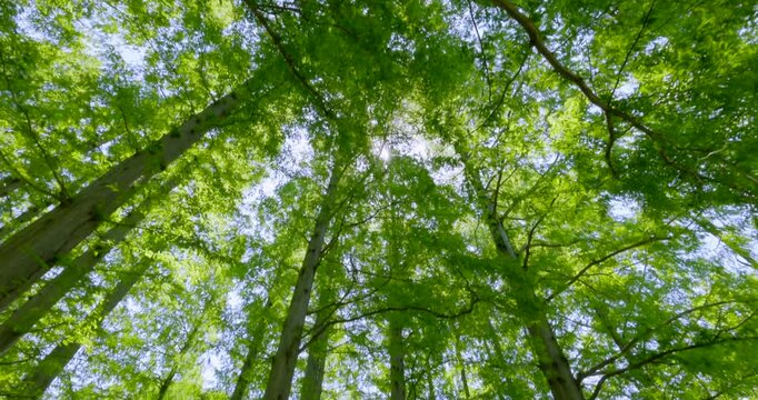 初夏の爽やかな青空と見上げる新緑のメタセコイア並木