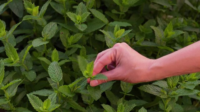 Female hand  tear off leaves from the mint plant. Homegrown organic plant production. Harvesting mint. Farmer picking peppermint leaves.