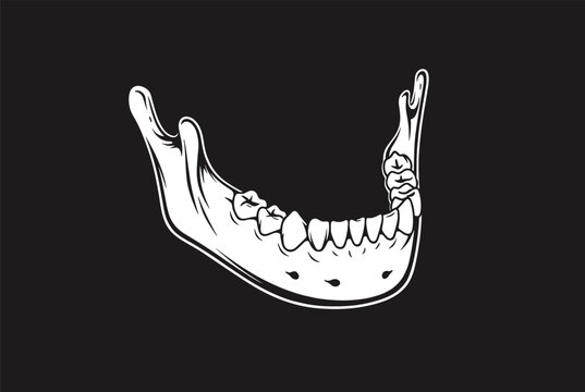 Detailed anatomical illustration of a human lower jawbone or mandible with teeth shown in a stark white outline against a black background.