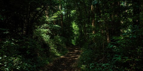 Fototapeta premium Narrow dirt path through a dense forest canopy