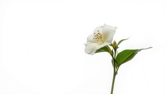 Pure White Backdrop with Nicotiana Sanderae Fragrant Tobacco Flower