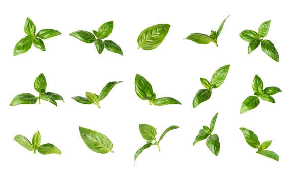 Set of fresh basil leaves isolated on transparent background