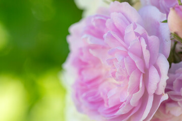 Fototapeta premium Pink garden rose blooming with delicate petals