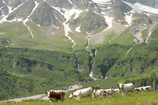 Sch&ouml;ne wei&szlig;e Rinder auf einer Almweide vor sch&ouml;ner Gebirgslandschaft