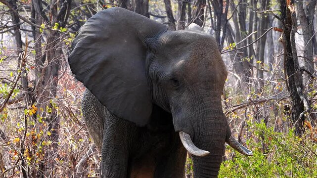 portrait of african elefant, Loxodonta africana, shaking his ears 122
