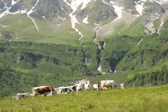 Sch&ouml;ne wei&szlig;e Rinder auf einer Almweide vor sch&ouml;ner Gebirgslandschaft